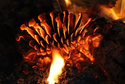 Close-up of bonfire at night