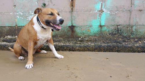 Dog looking away while sitting on wall