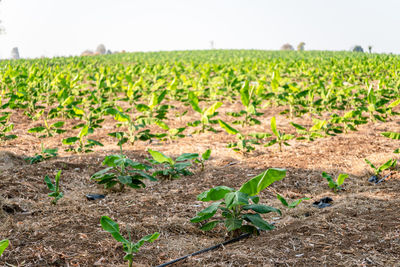 Plants growing on field