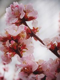 Close-up of pink flowers