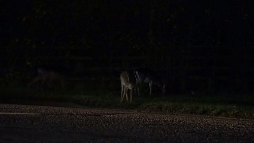 Horse on field at night