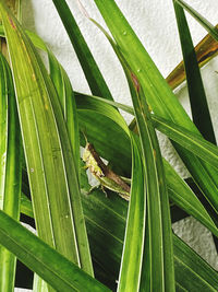 Close-up of insect on leaf