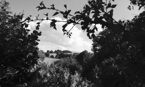 Low angle view of trees against sky