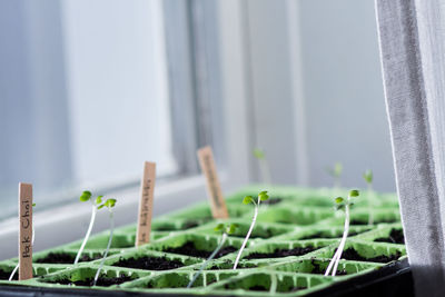 Close-up of plant in greenhouse