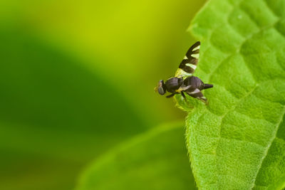 Close-up of insect on plant