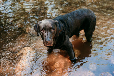 Beautiful black labrador dog swimming in river. nature and pets , adventure time