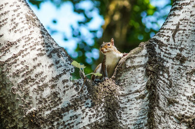 Close-up of squirrel on tree trunk