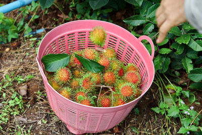 Agriculture harvesting fresh ripe rambutan fruit in the farm