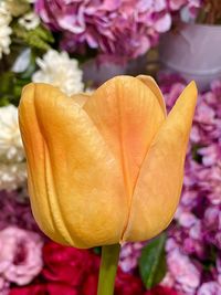 Close-up of rose flower