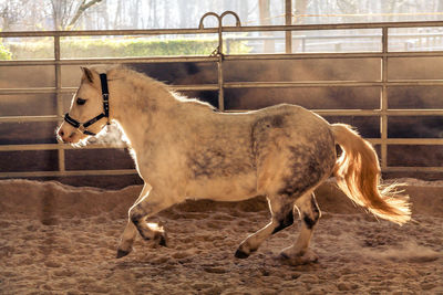 Horse standing in pen