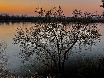 Silhouette plants by lake against sky during sunset