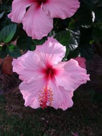 Close-up of hibiscus blooming outdoors