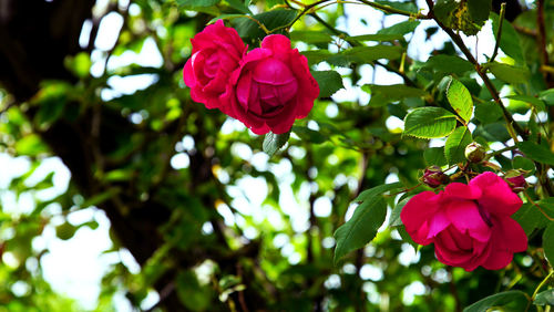 Close-up of pink rose