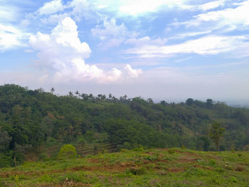 Scenic view of forest against sky