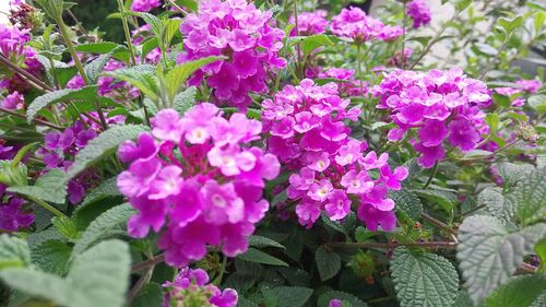 Close-up of pink flowers blooming outdoors