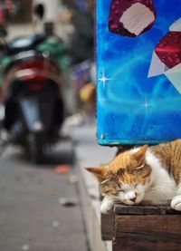 Cropped view of cat sleeping on roadside