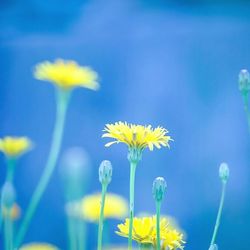 Close-up of yellow daisy flowers against blue sky