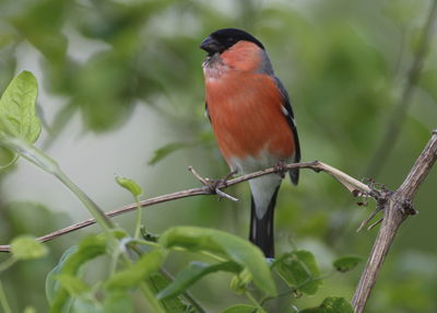 Bird perching on a branch