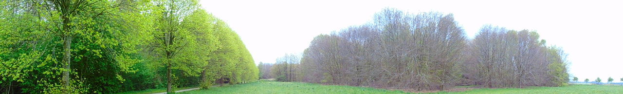 Panoramic shot of trees on field against clear sky