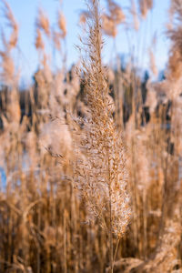 Close-up of stalks in field