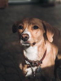 Close-up portrait of dog sticking out tongue