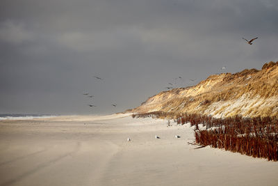 Birds flying over beach