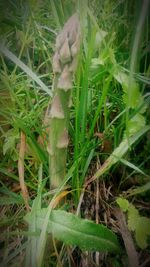 Close-up of fresh green plant in field