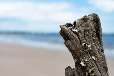 Close-up of driftwood on tree trunk