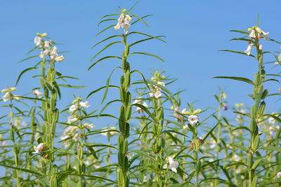 Low angle view of flowering plants against sky