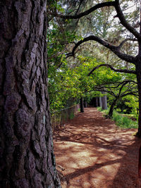 Trees in park