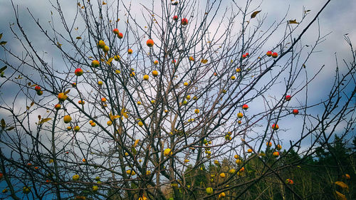 Close-up of tree against sky