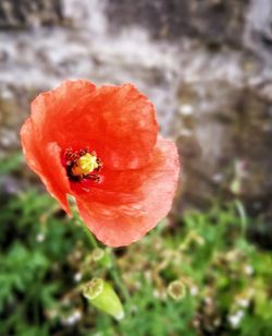 Close-up of red poppy blooming outdoors