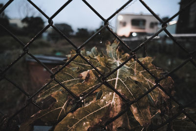 Close-up of chainlink fence