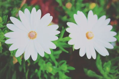 Close-up of flowers blooming outdoors