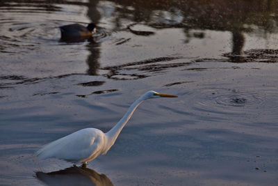 View of birds in lake