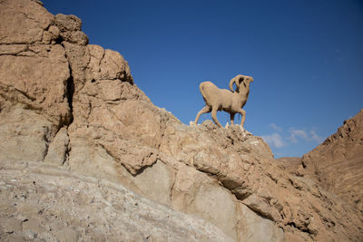 Low angle view of dog on rock against sky