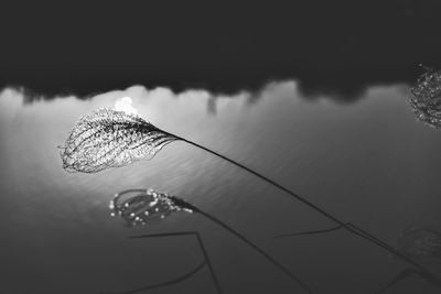 High angle view of plant floating on lake against sky