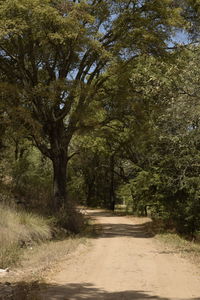 Road amidst trees in forest