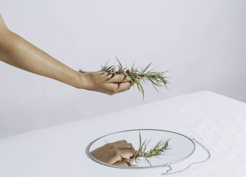 Flowering cannabis, grower holds fresh branch in his hand. marijuana bloom on white background.