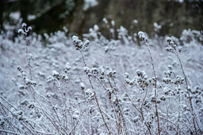 Close-up of frozen plants