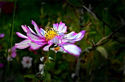 Close-up of pink flowers