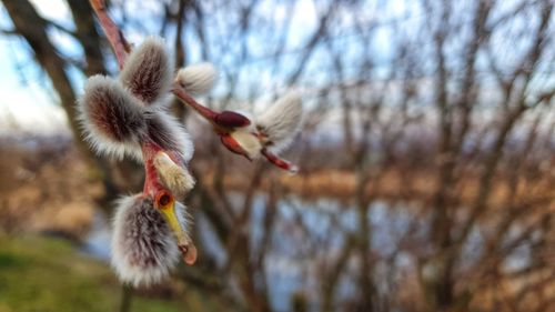 Close-up of flower on tree