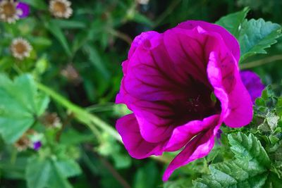 Close-up of pink flowers