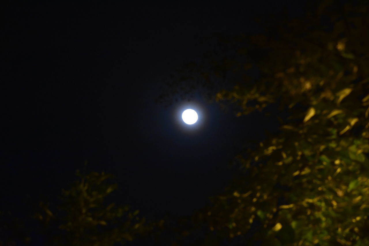 night, moon, full moon, sky, light, tree, astronomical object, no people, space, astronomy, nature, plant, moonlight, beauty in nature, darkness, tranquility, low angle view, outdoors, dark, illuminated, scenics - nature, tranquil scene, copy space