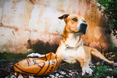 Portrait of a dog looking away