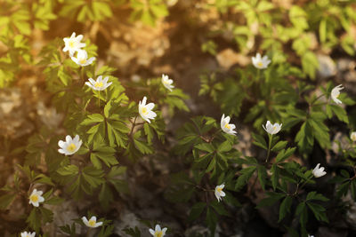 Close-up of white flowering plants