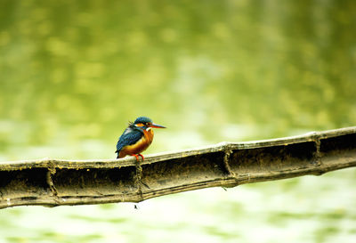 Close-up of bird perching on branch