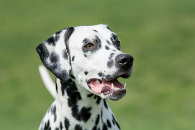 Close-up of dog