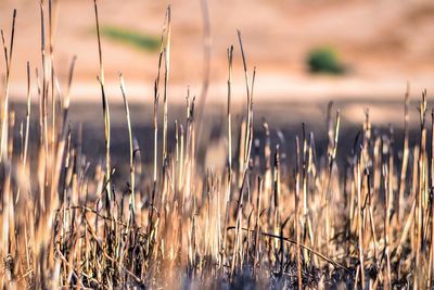 Close-up of grass