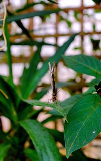 Close-up of insect on leaf